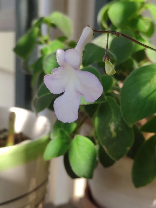 海豚花（Streptocarpu）：圖片 2