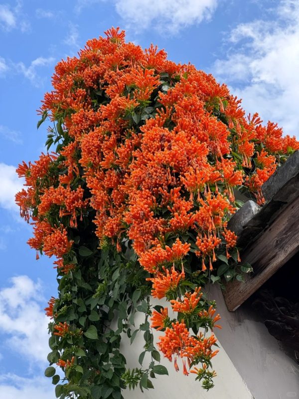 炮仗花（Pyrostegia venusta）：圖片 4