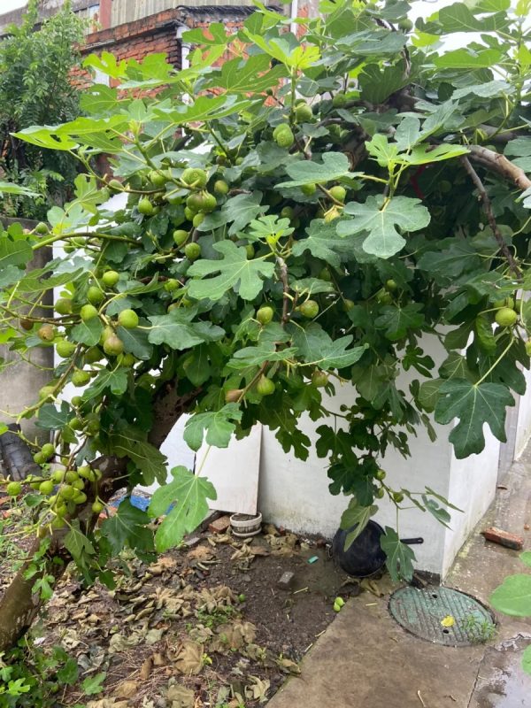 無花果（Ficus carica）：圖片 4