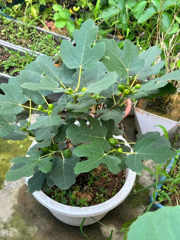 無花果（Ficus carica）：圖片 3