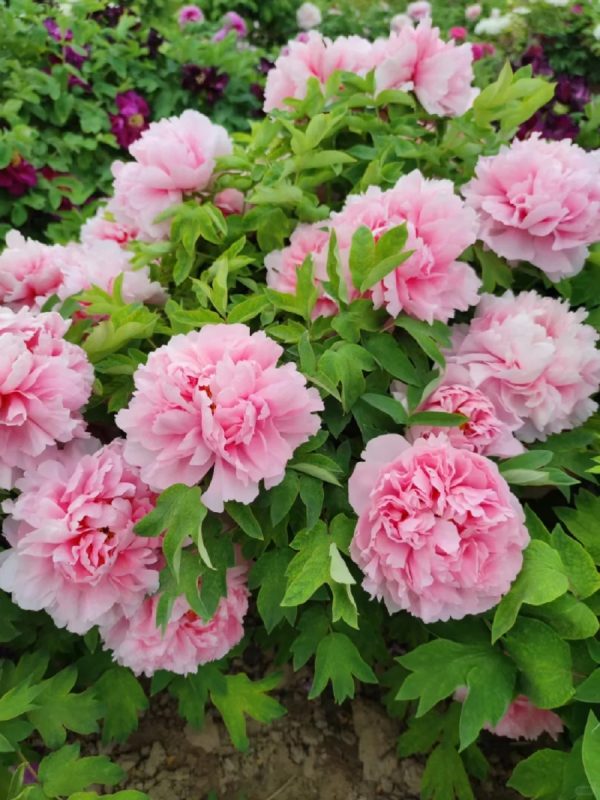 牡丹花（Paeonia suffruticosa）：圖片 4