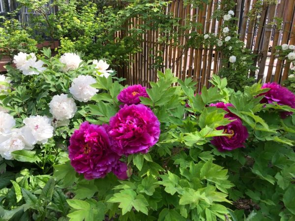 牡丹花（Paeonia suffruticosa）：圖片 2