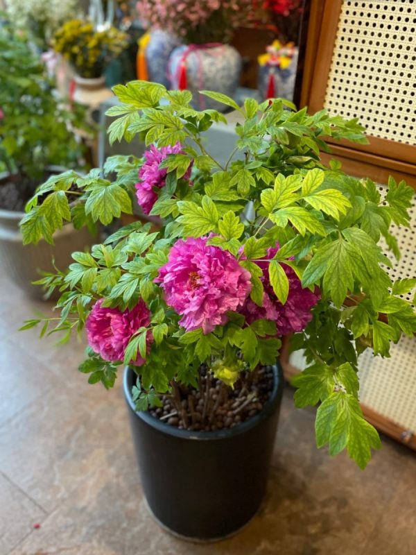 牡丹花（Paeonia suffruticosa）：圖片 3