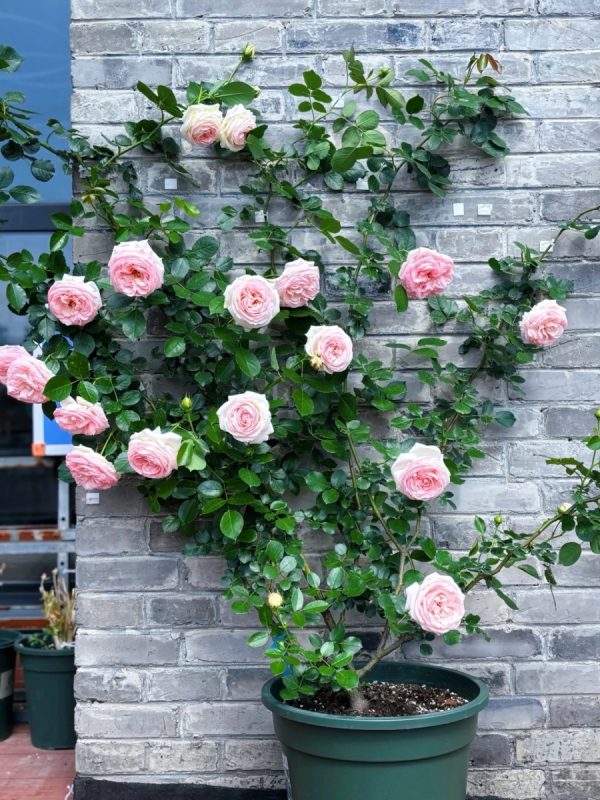 玫瑰 （Rosa spp.）：圖片 3