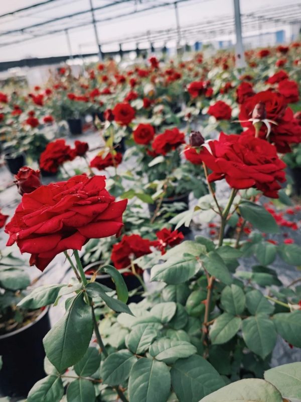 玫瑰 （Rosa spp.）：圖片 4