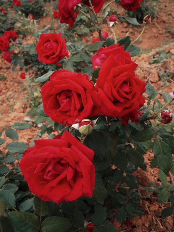 玫瑰 （Rosa spp.）：圖片 2