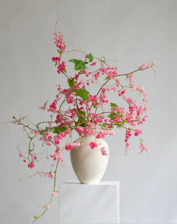 珊瑚藤（Antigonon leptopus）：圖片 3