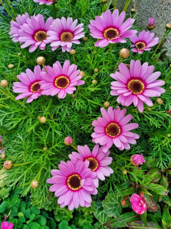 瑪格麗特菊（Argyranthemum frutescens）：圖片 2