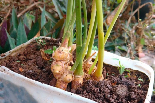 生薑（Ginger）：圖片 2