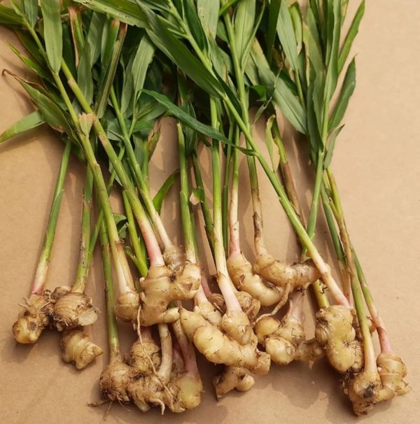 生薑（Ginger）：圖片 3
