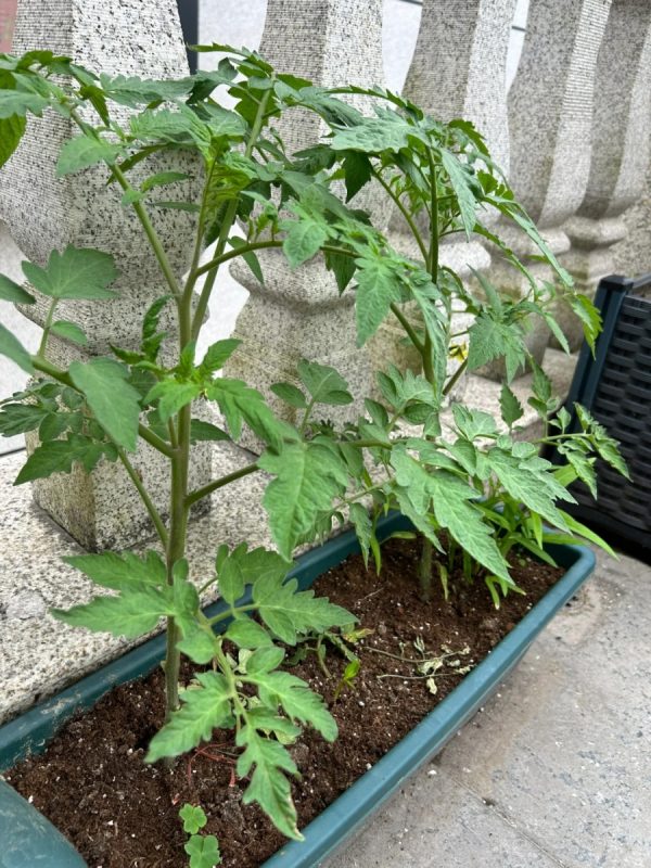 番茄 （Tomato）：圖片 3