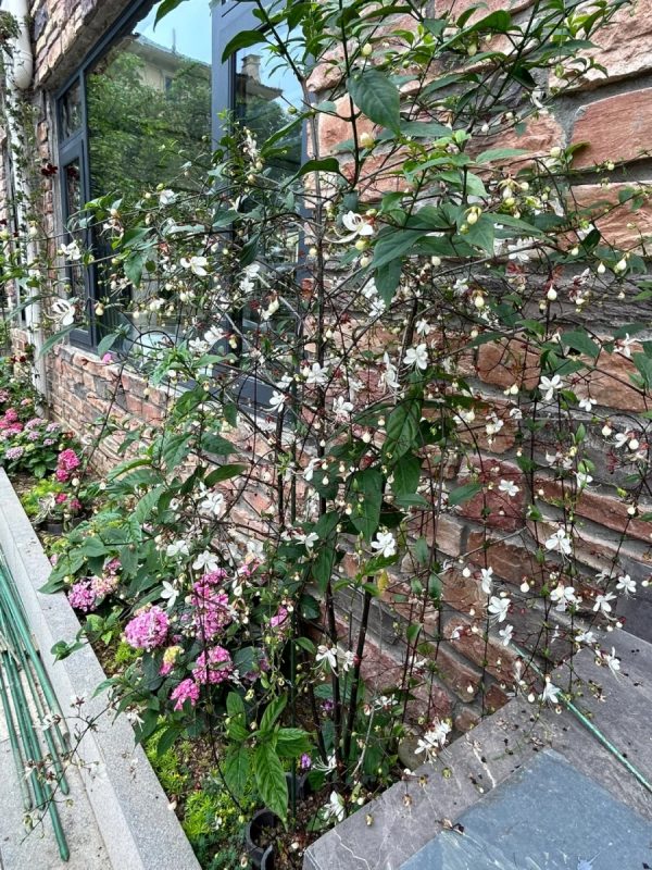 白玉蝴蝶（玉蝶花、Clerodendrum schmidtii）：圖片 4