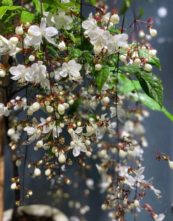 白玉蝴蝶（玉蝶花、Clerodendrum schmidtii）