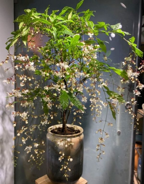 白玉蝴蝶（玉蝶花、Clerodendrum schmidtii）：圖片 3
