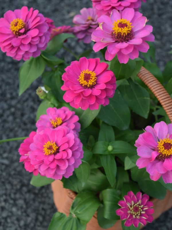 百日草（百日菊、Zinnia elegans）：圖片 2