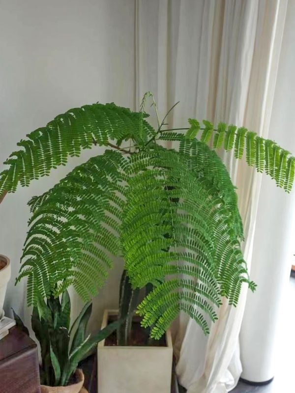 鳳凰木（Delonix regia）：圖片 3