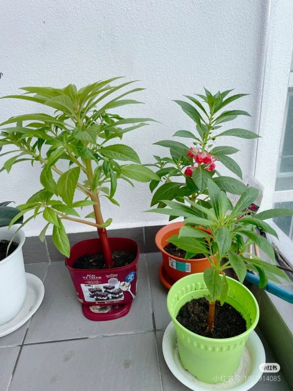 鳳仙花（Impatiens）：圖片 3