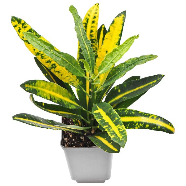 變葉木（Codiaeum variegatum）：圖片 3