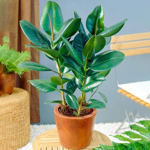 橡皮樹（橡膠樹、Ficus elastica）：圖片 3