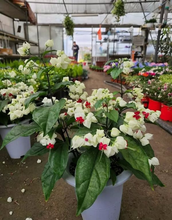 龍吐珠（Clerodendrum thomsoniae）：圖片 3