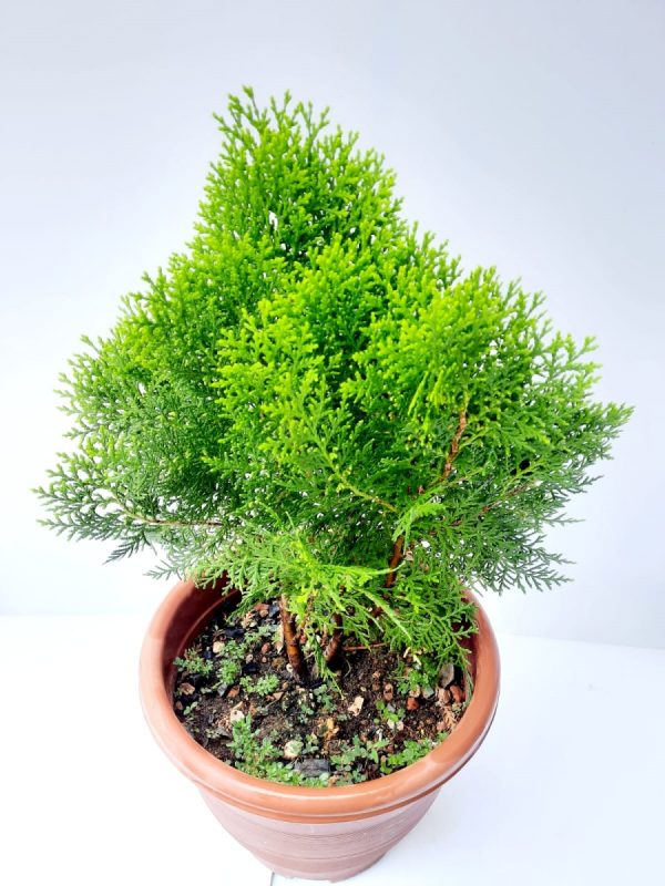 龍柏（Platycladus orientalis）：圖片 3