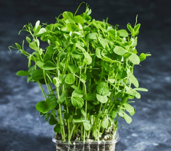 豌豆苗 （Pea Shoots）