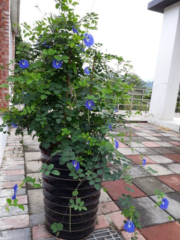蝶豆花（Clitoria ternatea）：圖片 3