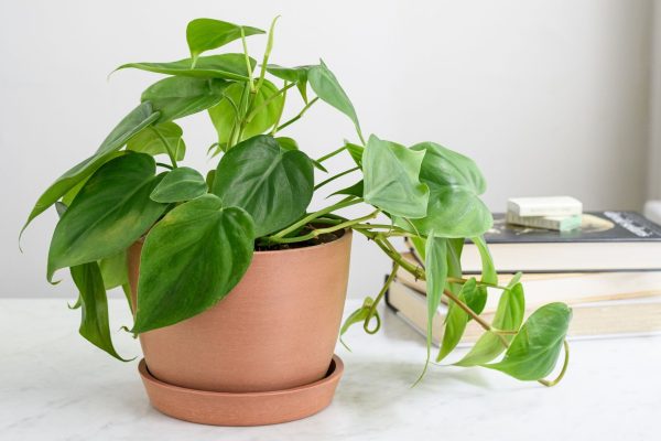蔓綠絨（Philodendron spp.）：圖片 3