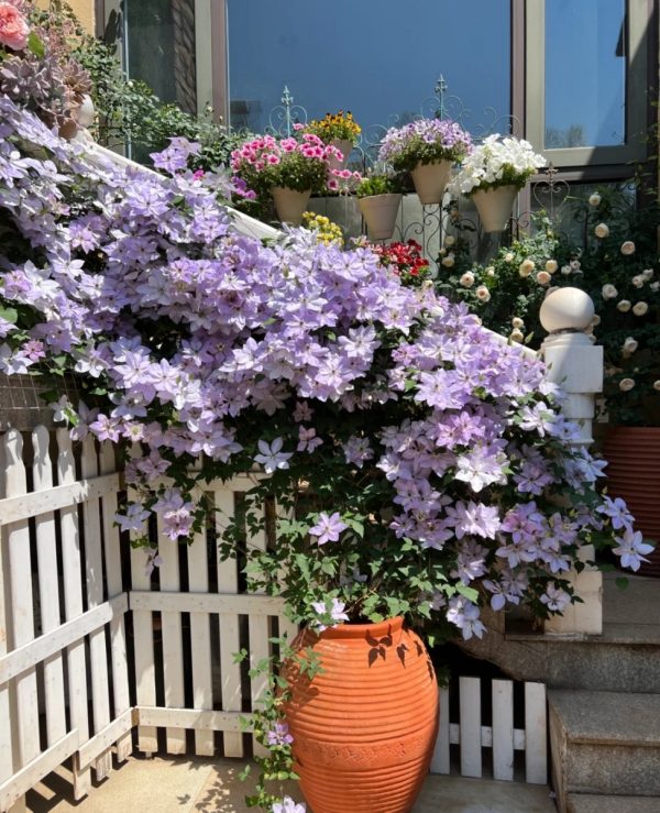 鐵線蓮（Clematis spp.）：圖片 4