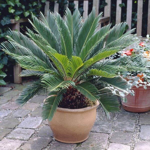 蘇鐵（鐵樹、Cycas revoluta）：圖片 3
