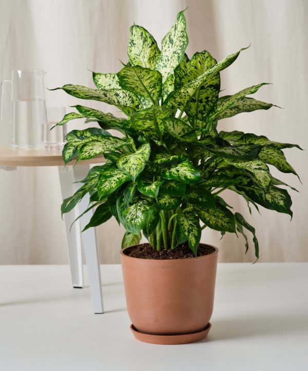 黛粉葉（Dieffenbachia spp.）：圖片 3