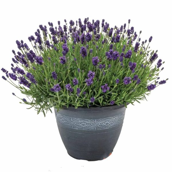 薰衣草（Lavandula）：圖片 3