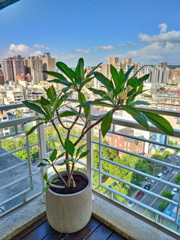 雞蛋花（Plumeria spp.）：圖片 3