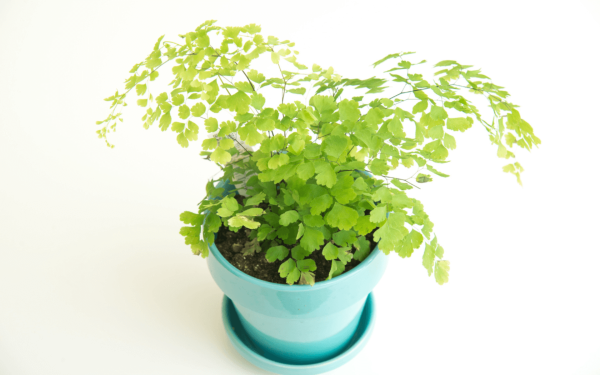 鐵線蕨（Adiantum spp.）：圖片 3