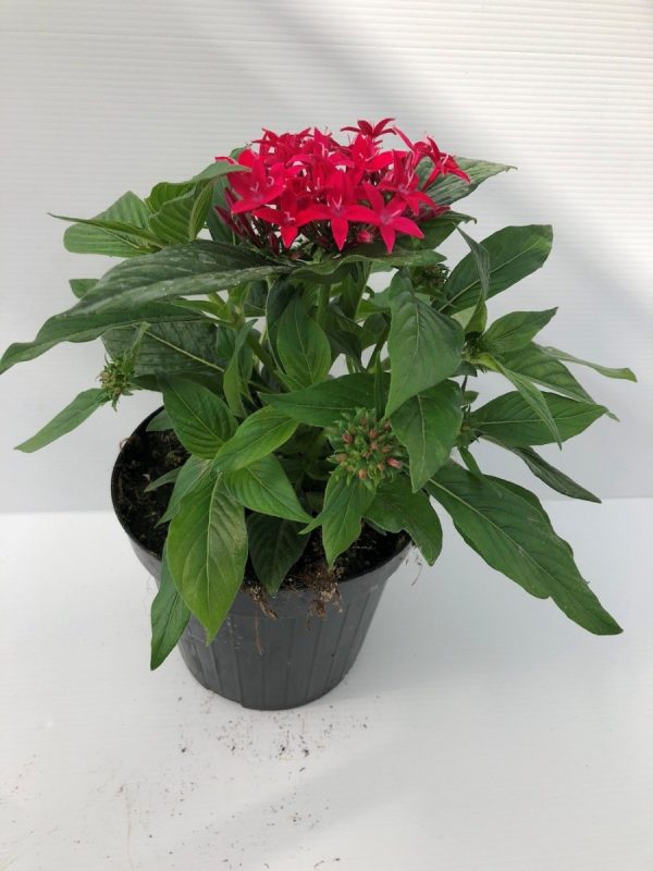 繁星花（Pentas lanceolata）：圖片 3