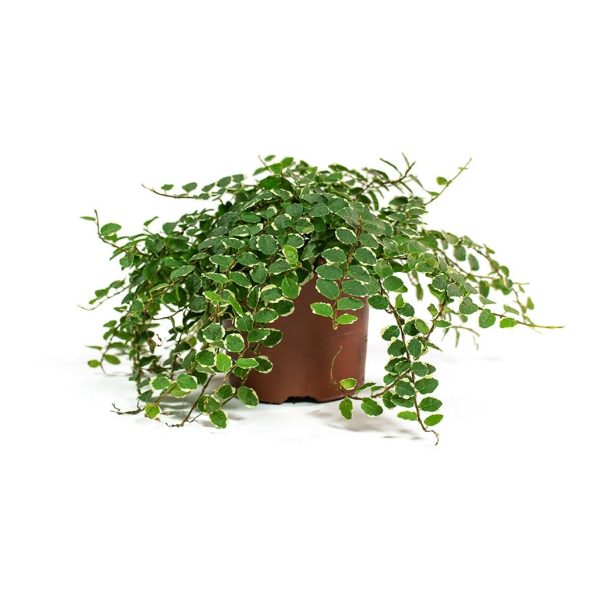 薜荔（Ficus pumila）：圖片 3