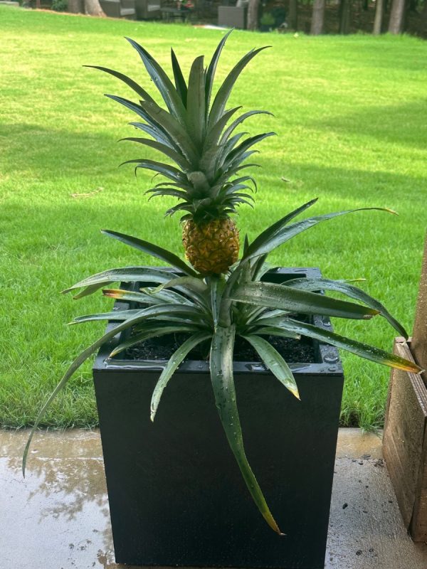 鳳梨（Pineapple）：圖片 3