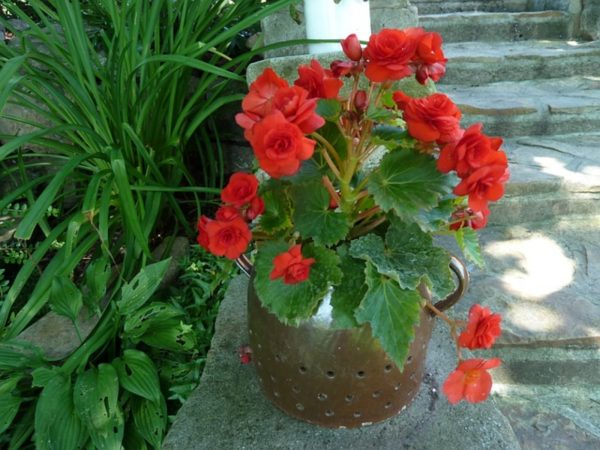 麗格秋海棠（Begonia × hiemalis）：圖片 3