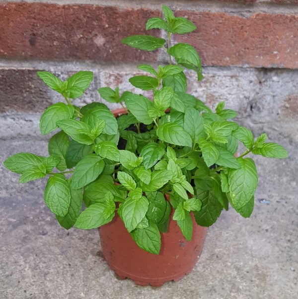 薄荷（Mint）：圖片 3