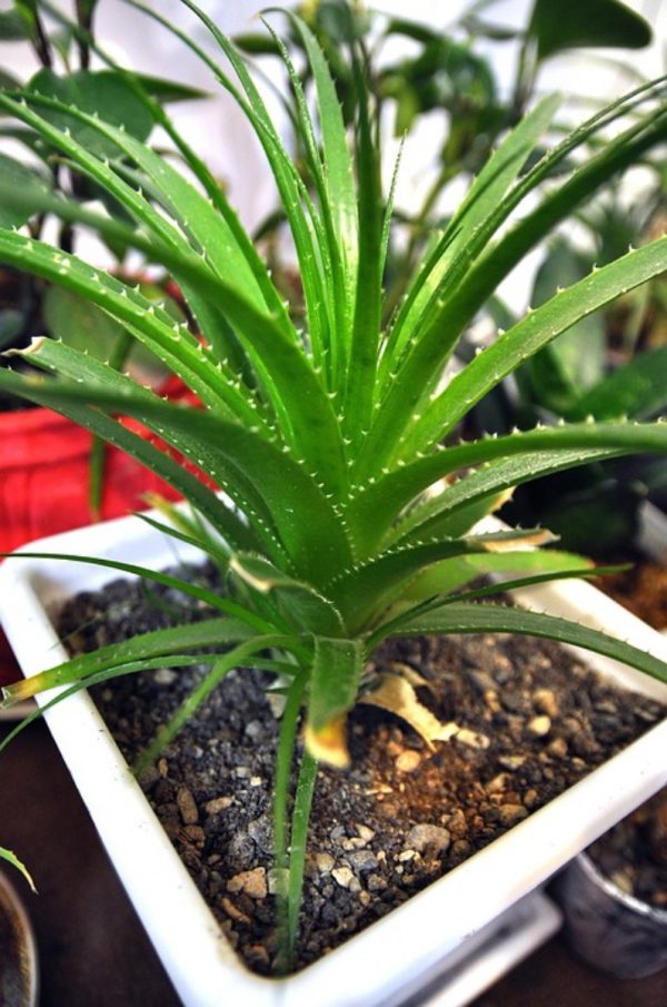 蘆薈（Aloe vera）：圖片 3
