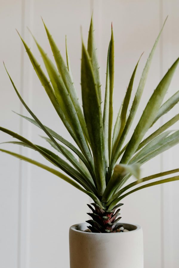 龍舌蘭（Agave americana 'Marginata'）：圖片 3