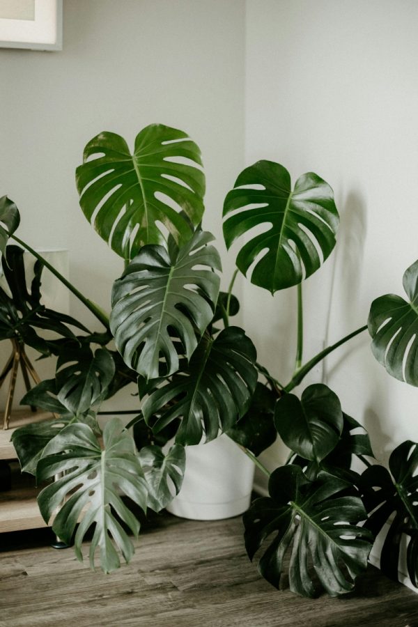 龜背芋（Monstera deliciosa）：圖片 3