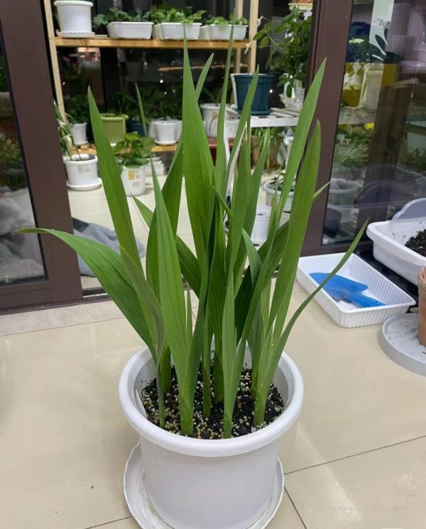 劍蘭（唐菖蒲、Gladiolus spp.）：圖片 3