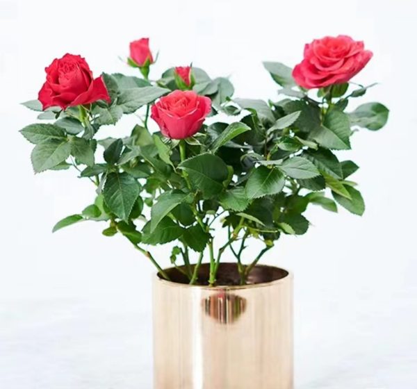 薔薇（multiflora rose）：圖片 3