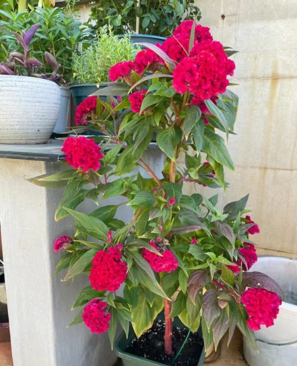 雞冠花（Celosia argentea）：圖片 3