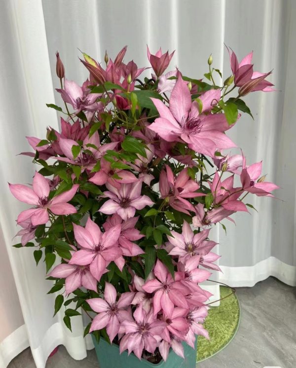 鐵線蓮（Clematis spp.）：圖片 3