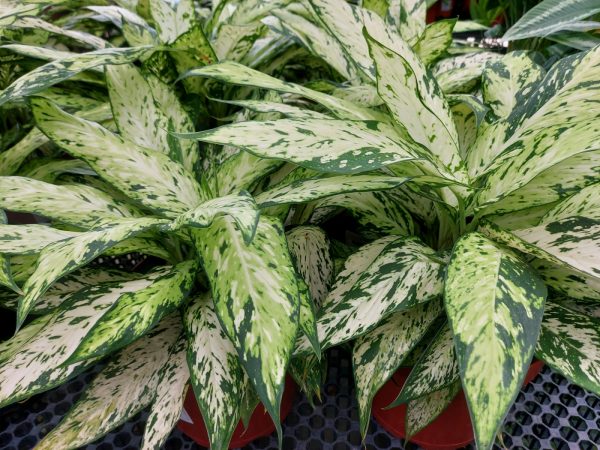 黛粉葉（Dieffenbachia spp.）：圖片 4