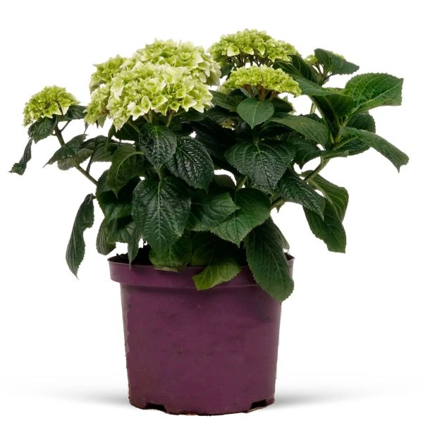 繡球花（八仙花、Hydrangea macrophylla）：圖片 3