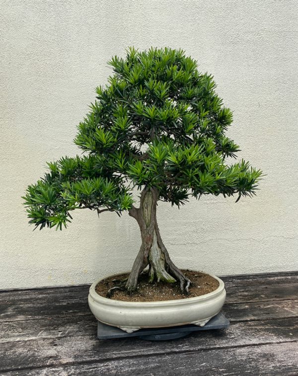 羅漢松（Podocarpus macrophyllus）：圖片 3