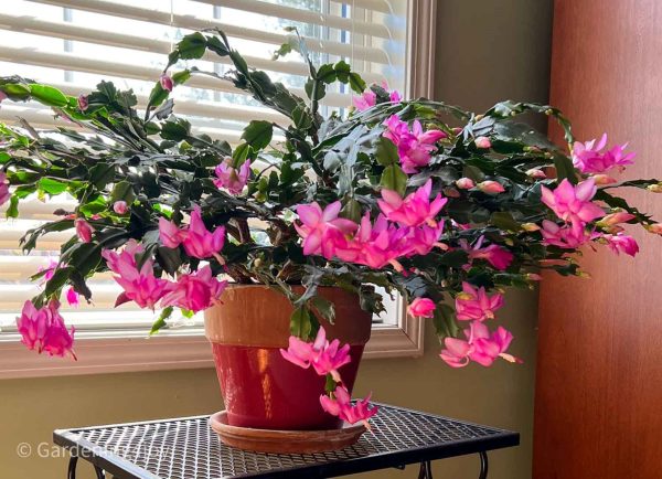 螃蟹蘭（Schlumbergera spp.）：圖片 3